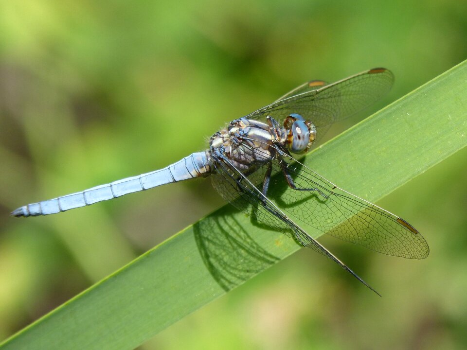 Beauty winged insect blue