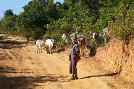 Agriculture cows livestock photo