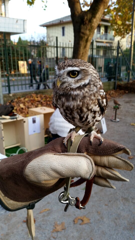 Owl bird nature