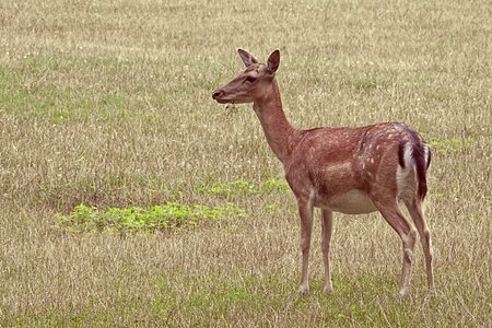 Glade wild animal photo