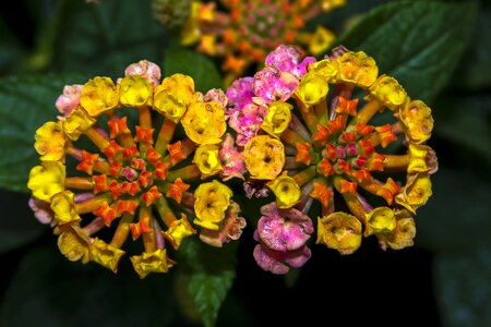 Close close up flower photo