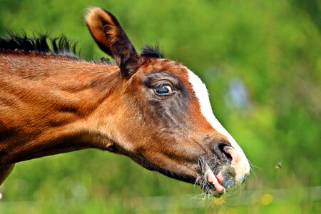 Thoroughbred arabian suckling pasture photo