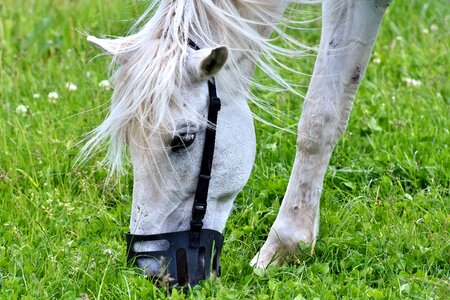 Pasture animal coupling