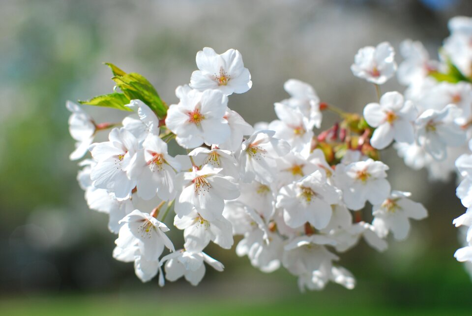 Blossom deciduous tree branches photo