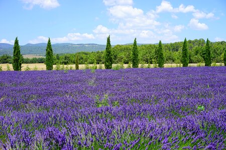 Lavender flowers flowers purple