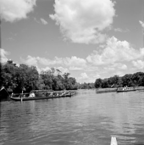De koninklijke corjaal en andere corjalen op de Surinamerivier, Bestanddeelnr 252-4378