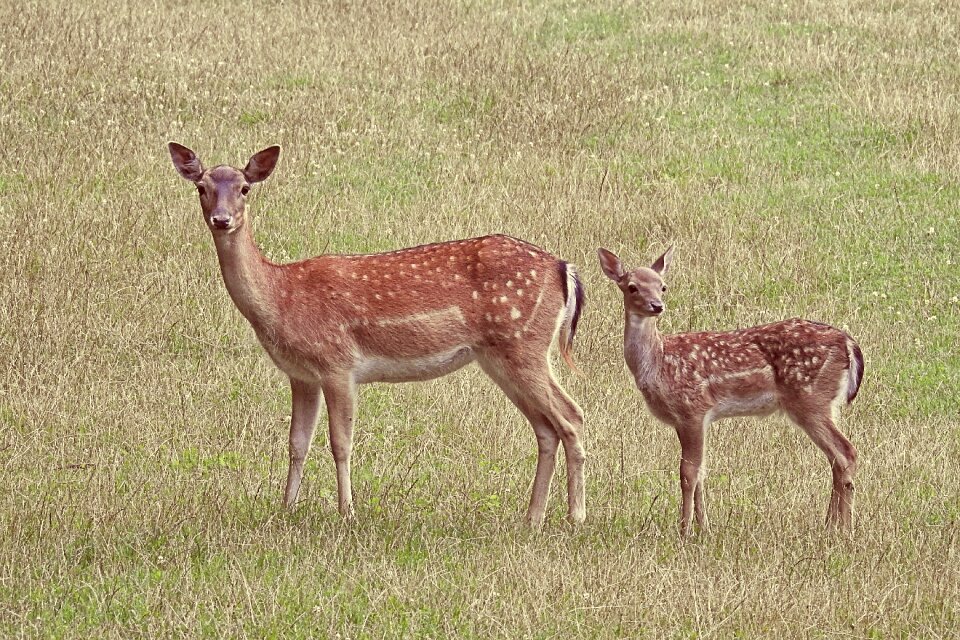 Fallow deer meadow glade