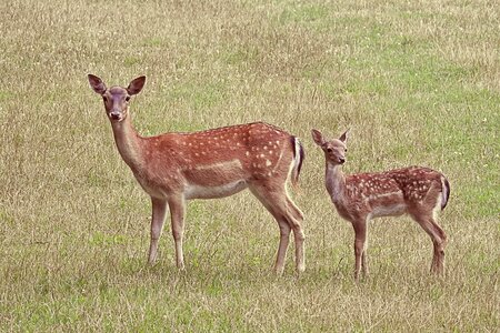 Fallow deer meadow glade photo