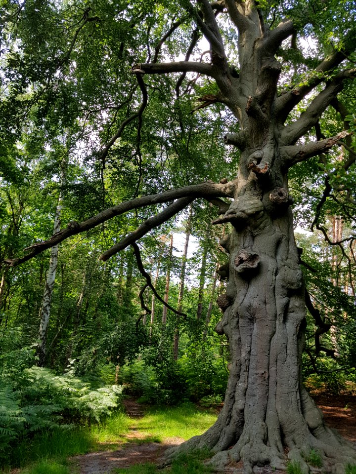 De leyen bilthoven - 1