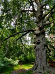 De leyen bilthoven - 1