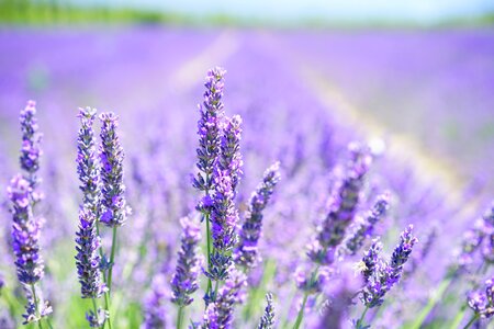 Violet lavender field flowers photo