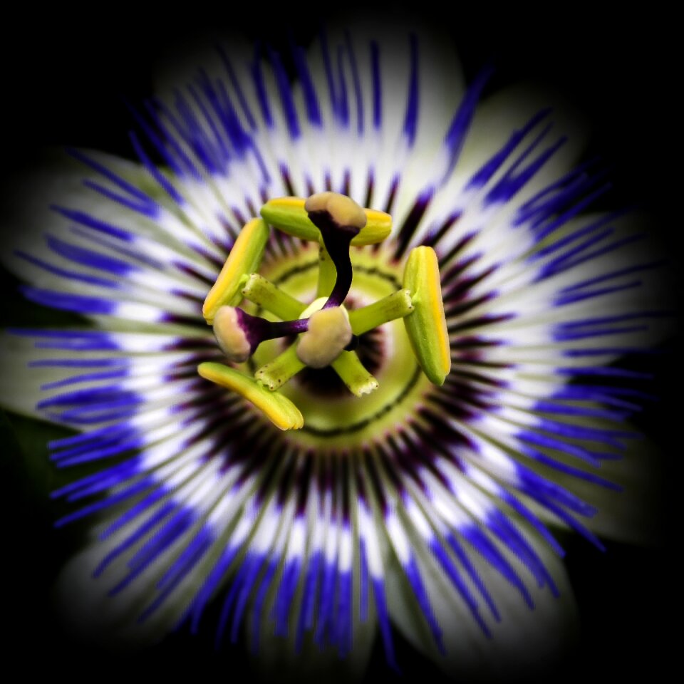 Close up passion flower nature