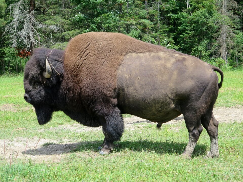 West canada mammal