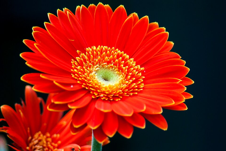 Summer orange flower garden