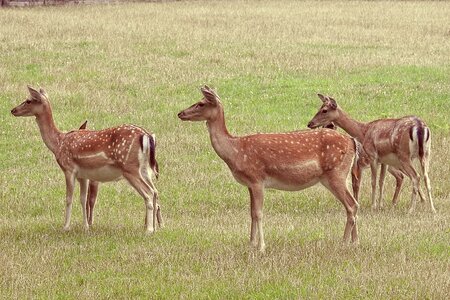 Glade wild animal photo