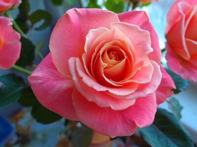 Pink pink rose garden flowers photo