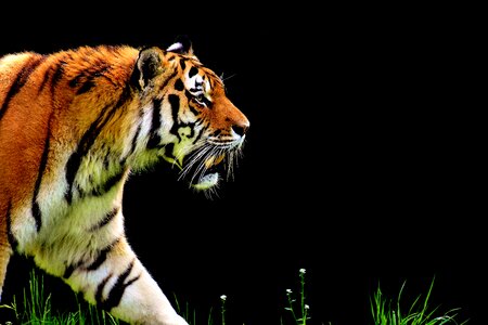 Beautiful dangerous big cat