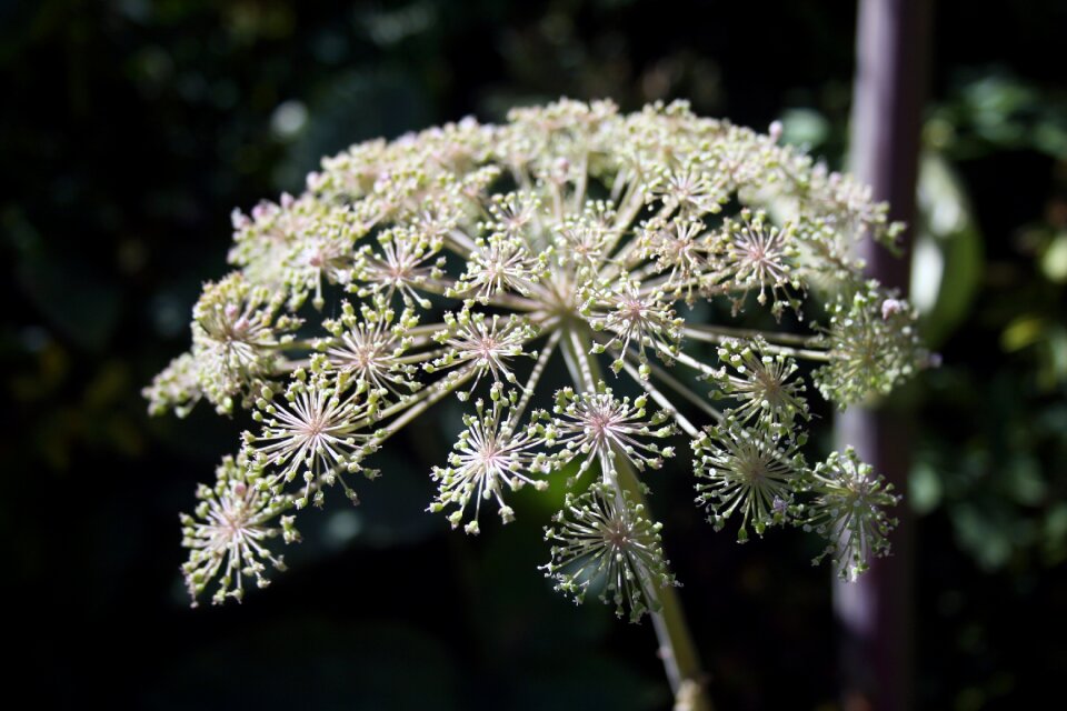 Flower white blossom
