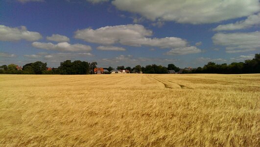 Greifswald corn clouds photo