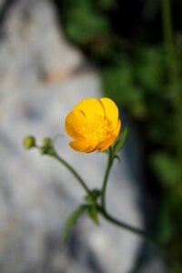 Buttercup yellow macro