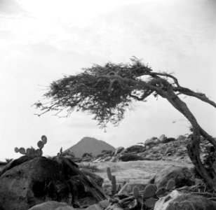 De Hooiberg op Aruba met op de voorgrond een watapana- of dividivi-boom, Bestanddeelnr 252-3432