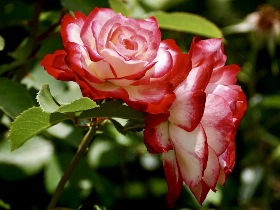 Flower rose bloom red