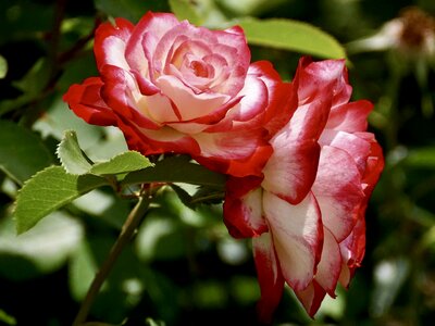 Flower rose bloom red