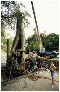 De holle boom bij de Blinkert is weer rechtgezet in een betonnen voet. NL-HlmNHA 54037183