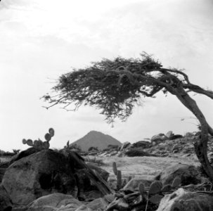 De Hooiberg op Aruba met op de voorgrond een watapana- of dividivi-boom, Bestanddeelnr 252-3433