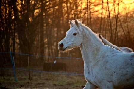 Thoroughbred arabian evening light pasture