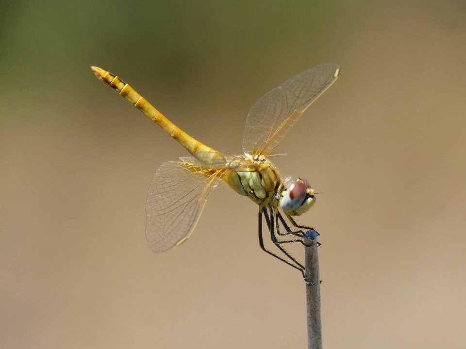 Cordulegaster boltonii branch stem