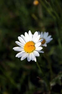 Flower blossom bloom