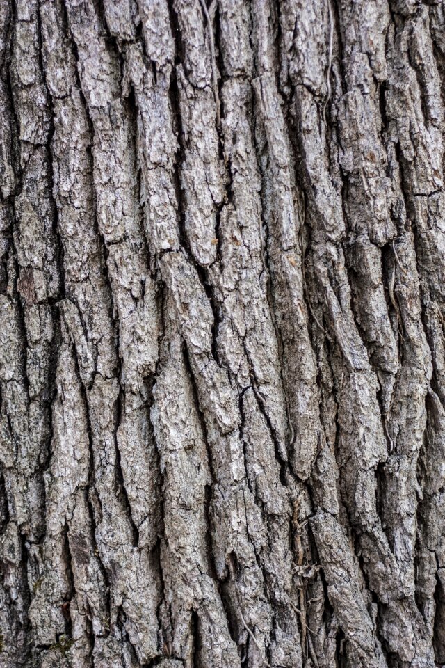 Pattern texture wood