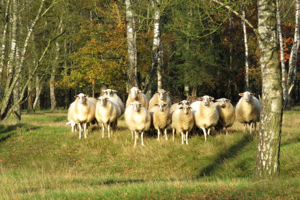 Uddel sheep evening light
