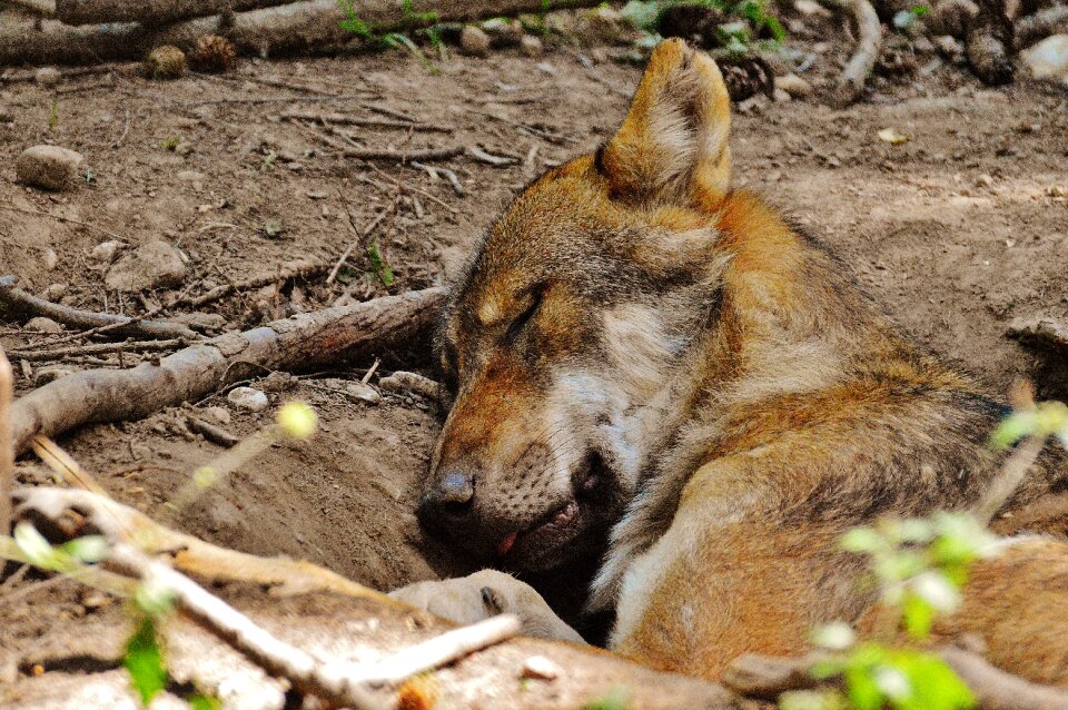 Animal wild animal animal world