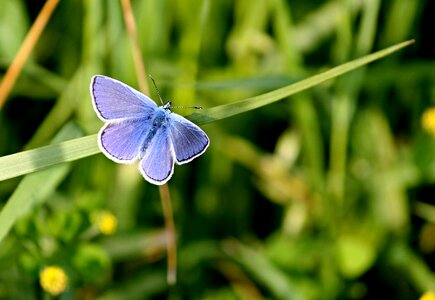 Common bläuling blue wing photo