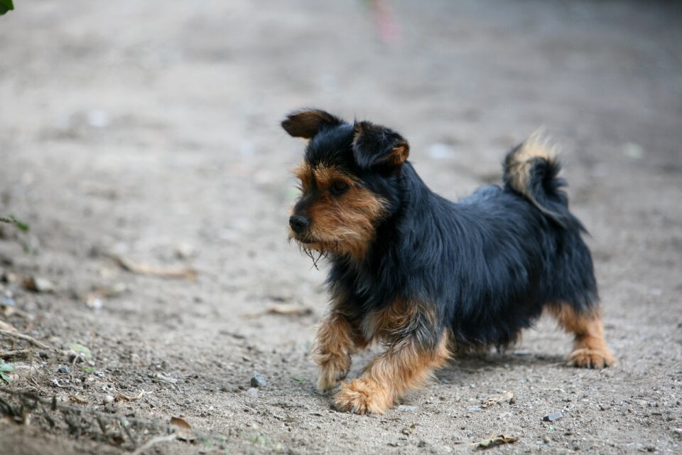 Dog animal pet