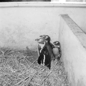 De Humboldt pinguins in Artis, Bestanddeelnr 917-2409