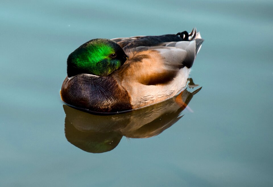 Mallard nature bird