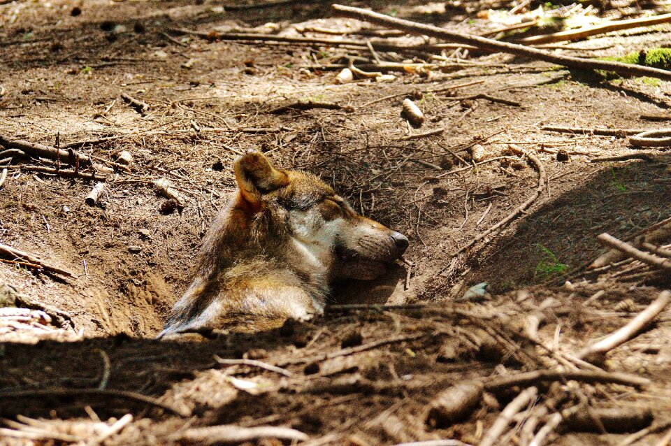Animal wild animal animal world