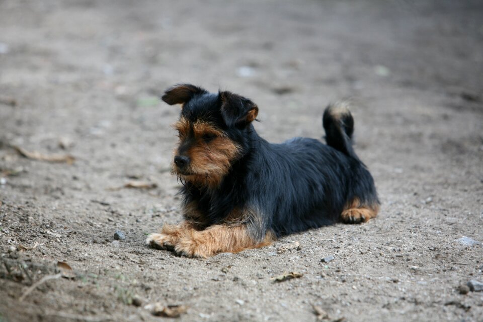 Dog animal pet