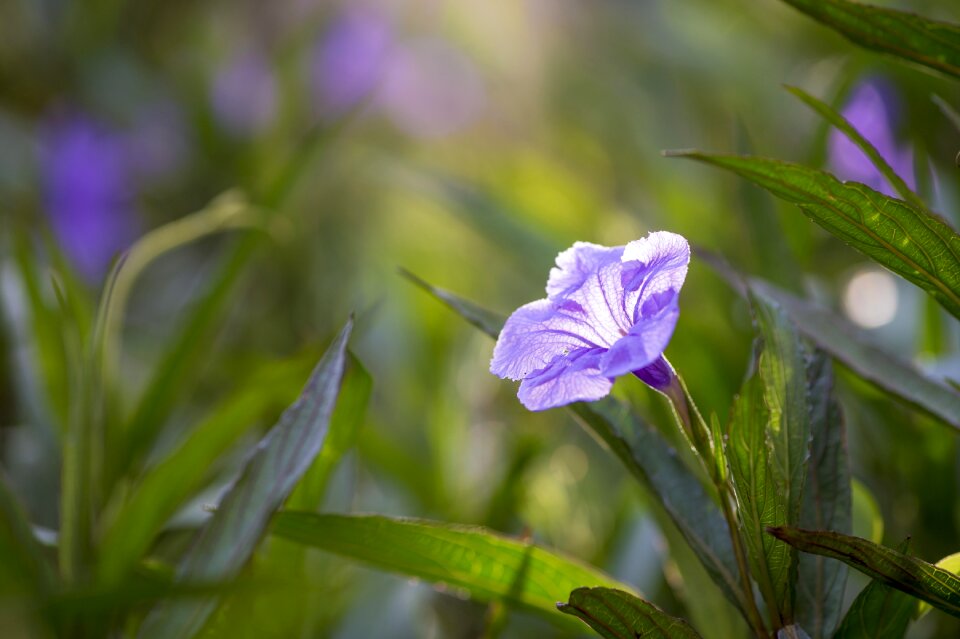 Green bloom blossom