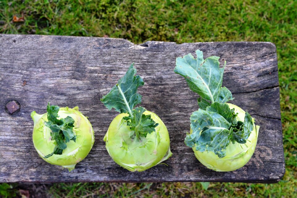 Garden vegetables a vegetable