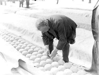De Kaasmarkt in Alkmaar, man boort in kaas om te proeven, Bestanddeelnr 252-0757