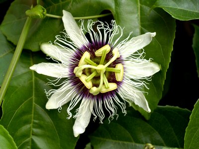 Tropical green petal photo