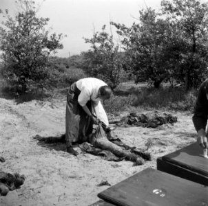 De Ondergrondse vond in duinen bij Overveen een massagraf van 104 gefusilleerde , Bestanddeelnr 900-3300