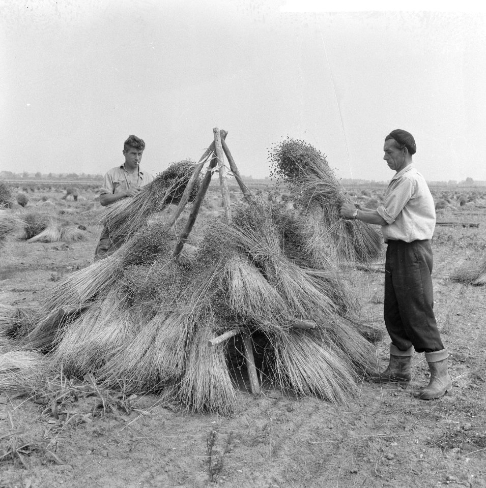 De oogst 1964, de ruiter staat klaar, vier staken waarop bossen vlas worden gedr, Bestanddeelnr 916-6694