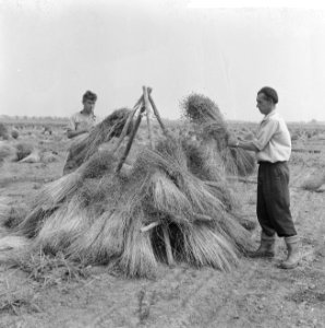 De oogst 1964, de ruiter staat klaar, vier staken waarop bossen vlas worden gedr, Bestanddeelnr 916-6694