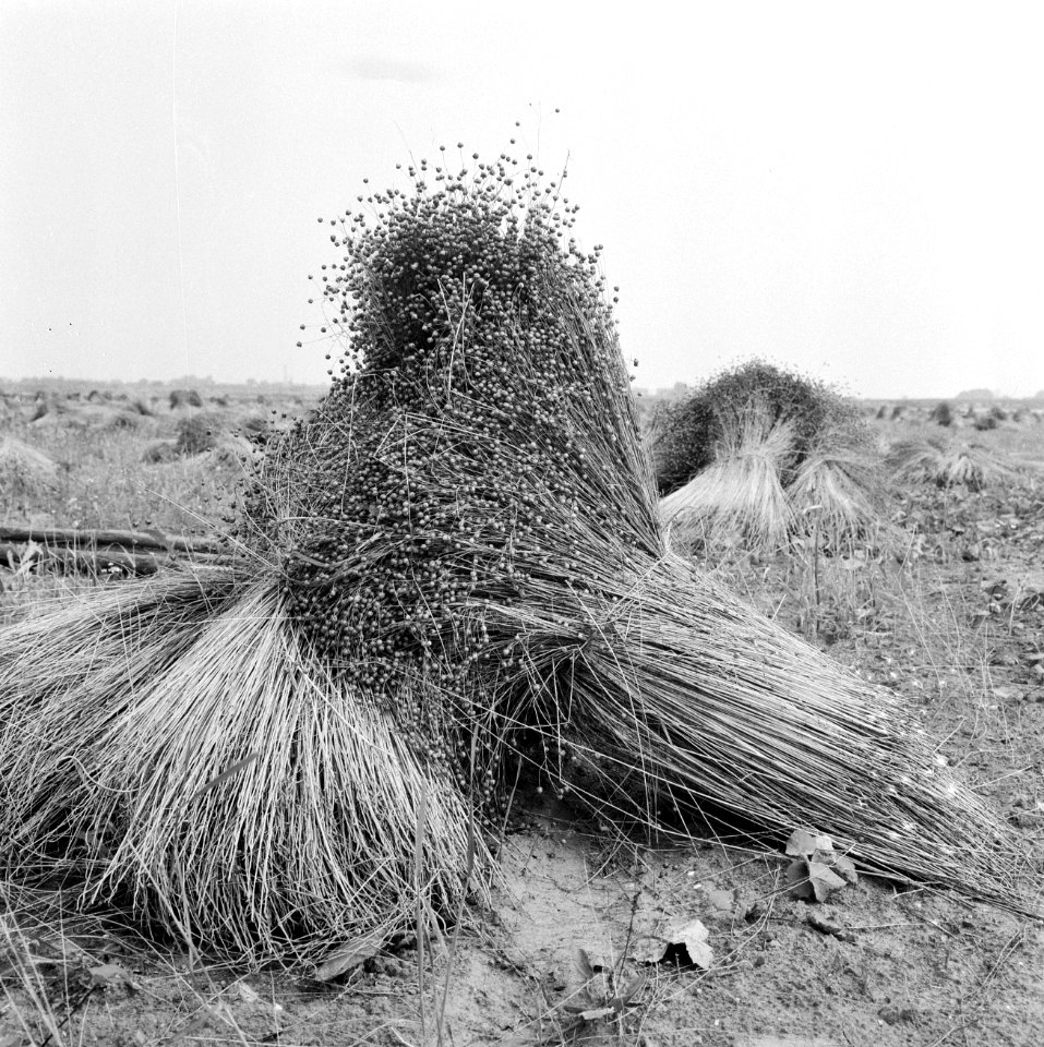 De oogst 1964, de werkzaamheden op het land, Bestanddeelnr 916-6709