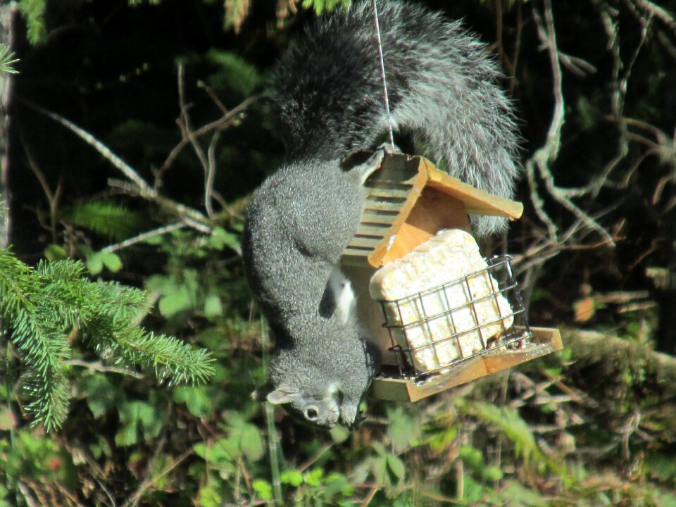 Nature hungry possibilities